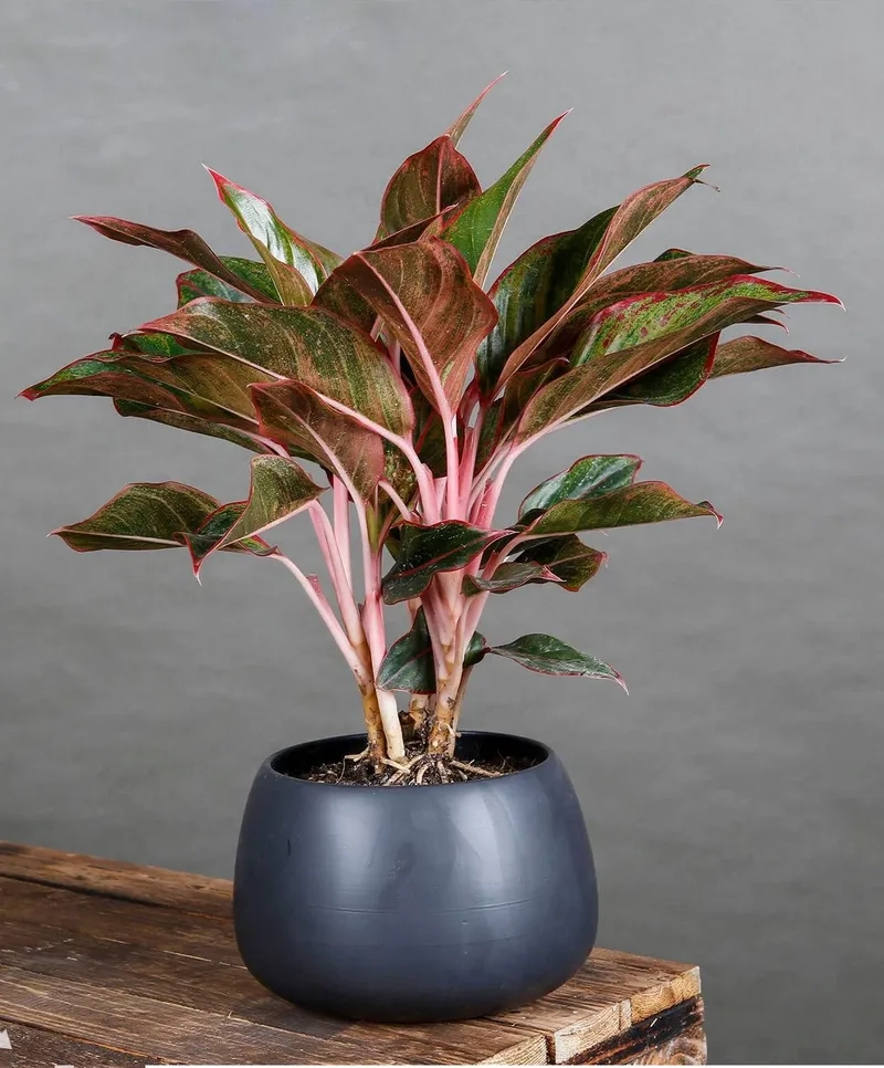 Vẻ đẹp tinh tế toát lên từ cây phú quý cảnh tự nhiên