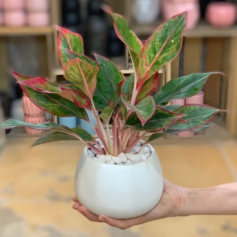 Nhiều người tin chọn cây phú quý may mắn trang trí nhà