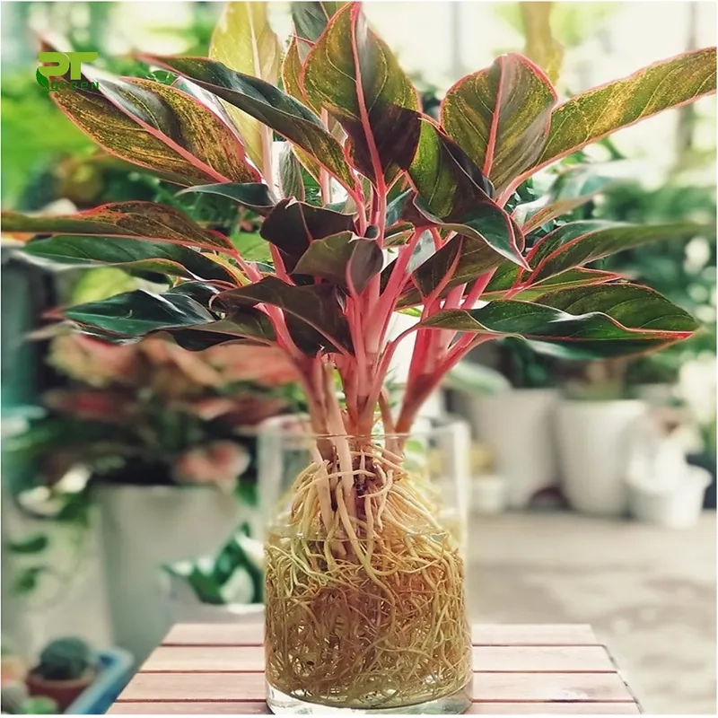 Xu hướng xanh được yêu thích khi cây phú quý trồng nhà