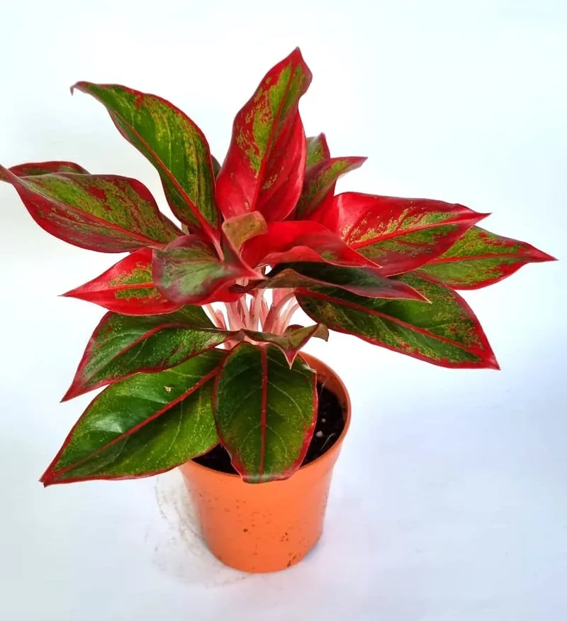 Nhiều gia đình yêu thích bởi cây phú quý ý nghĩa