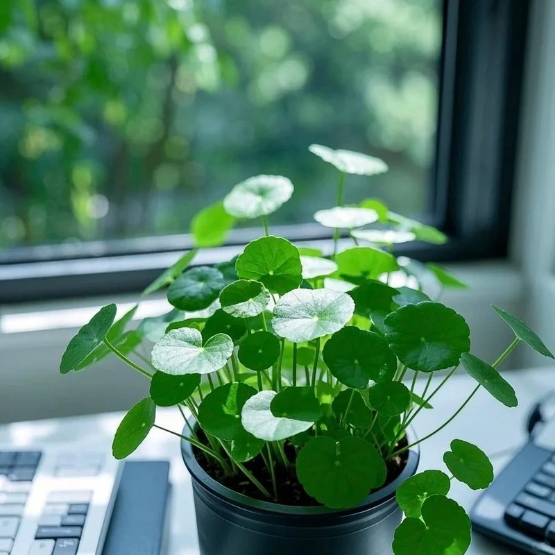 Đặc điểm nổi bật tạo nên sức hút cây rau má cảnh