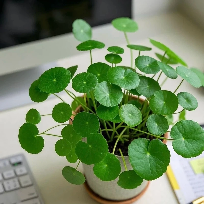 Cây rau má cảnh mini nhỏ xinh dễ bố trí