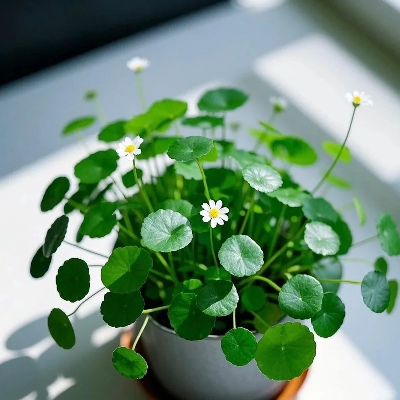 Cây rau má cảnh để bàn gọn gàng tinh tế mỗi ngày