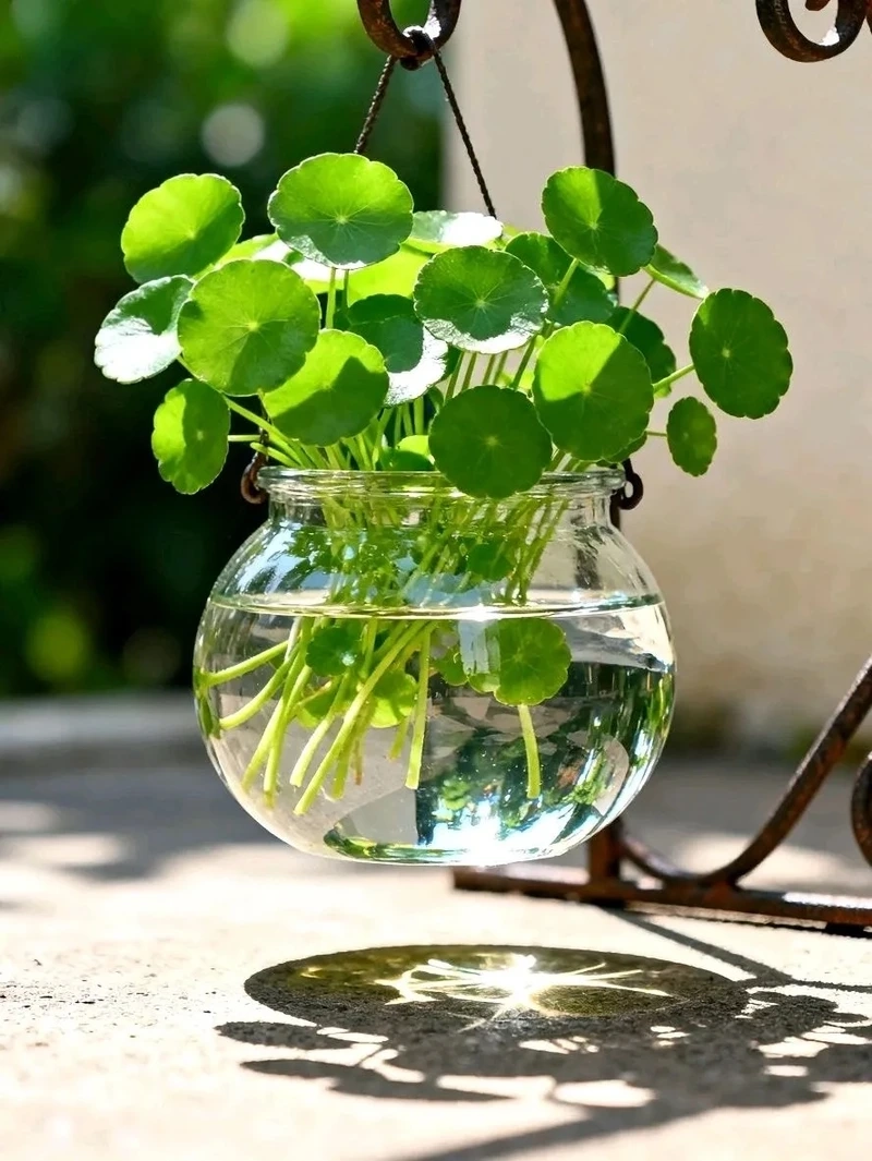 Cây rau má cảnh đẹp mang vẻ xanh tươi dễ chịu