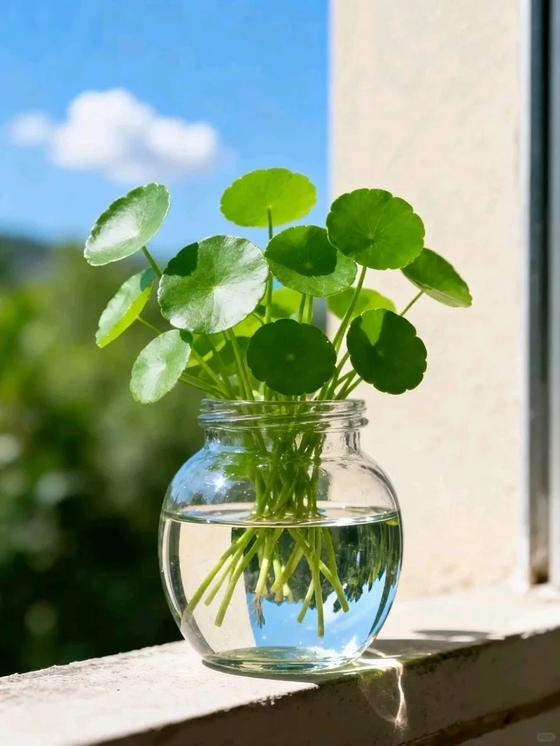 Cây rau má cảnh phong thủy thu hút năng lượng tốt