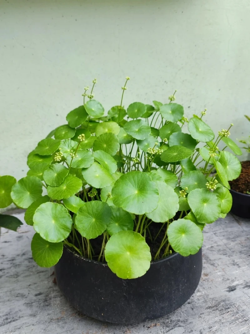 Cây rau má cảnh bàn làm việc giúp thư giãn mắt