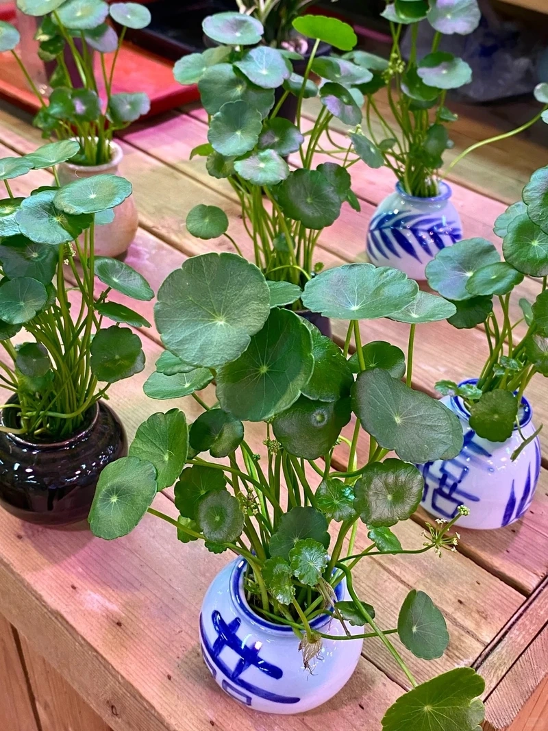 Cây rau má cảnh dễ trồng phù hợp người mới chơi