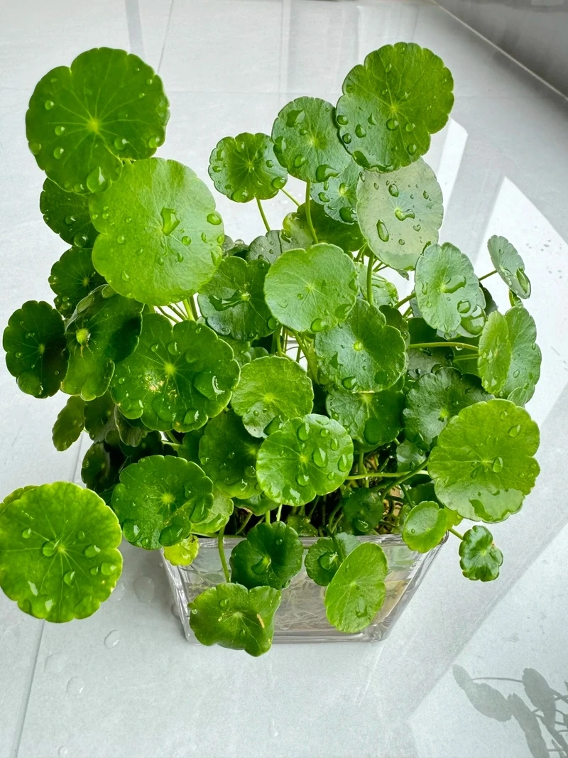 Cây rau má cảnh lá tròn nhìn là thấy yêu