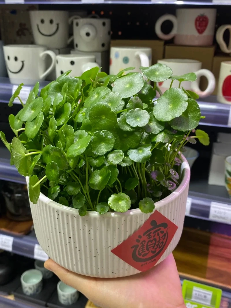 Cây rau má cảnh văn phòng tăng sinh khí nhẹ nhàng