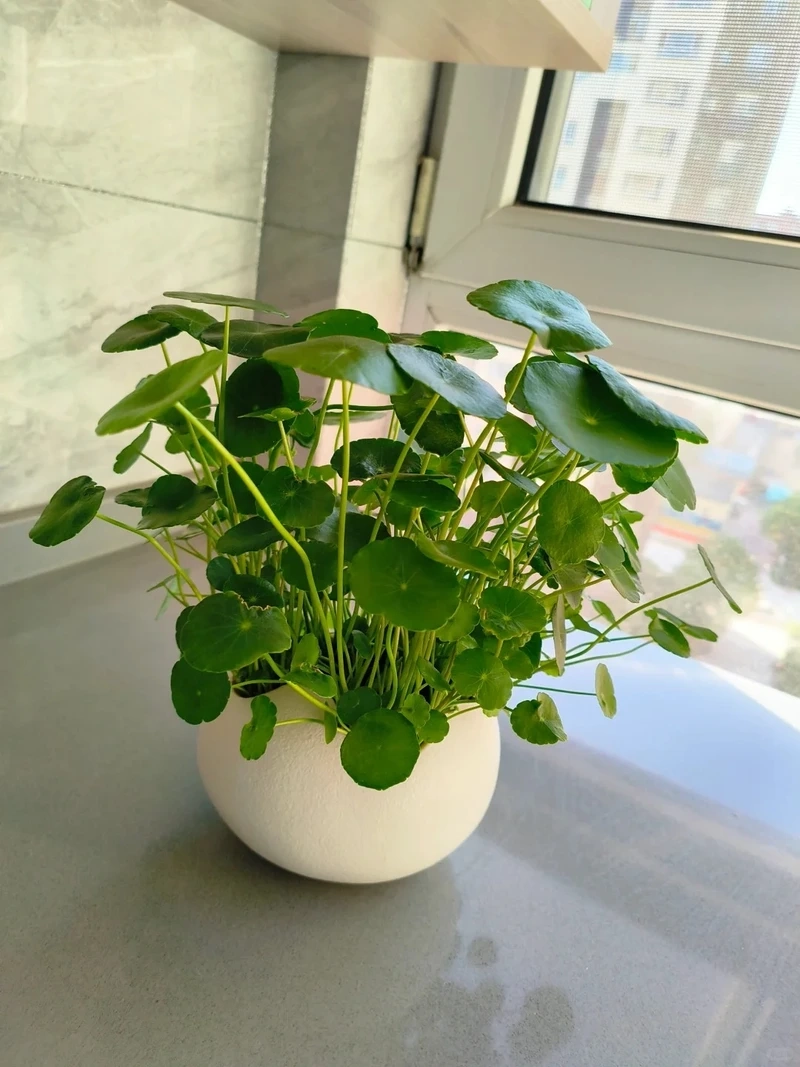 Cây rau má cảnh nhà ở dễ phối nội thất