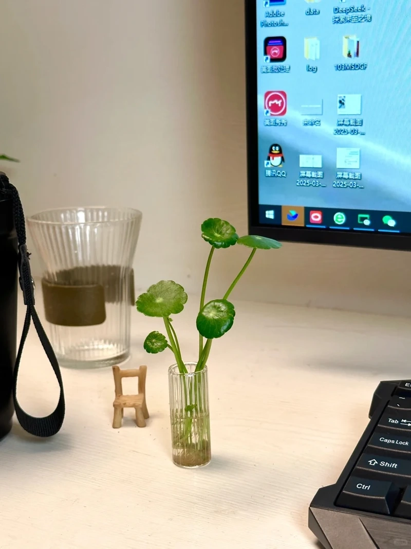 Cây rau má cảnh sống ảo lên hình rất cuốn