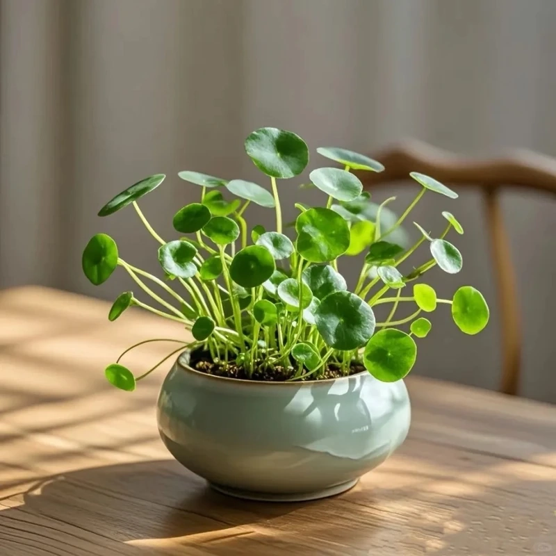 Cây rau má cảnh tối giản tinh gọn mà nổi bật