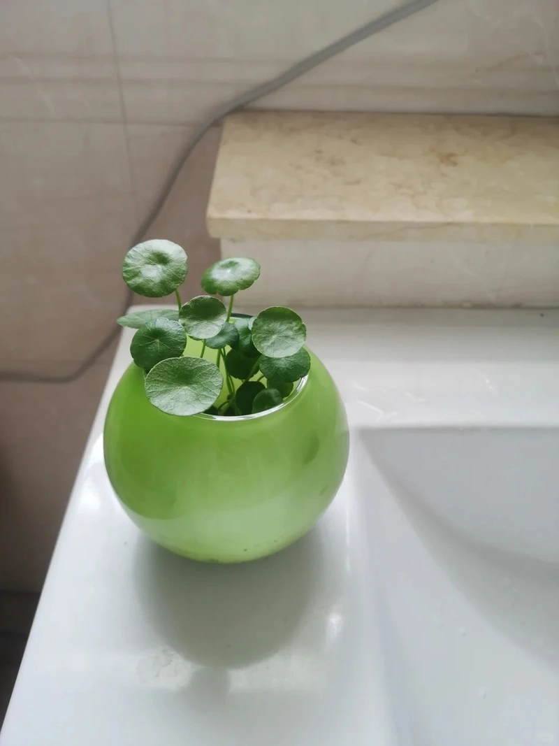 Cây rau má cảnh hiện đại hợp gu trẻ trung