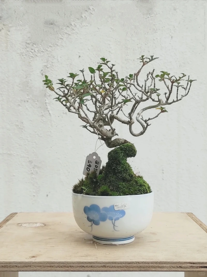 Cây sam hương để bàn tạo điểm nhấn sang trọng