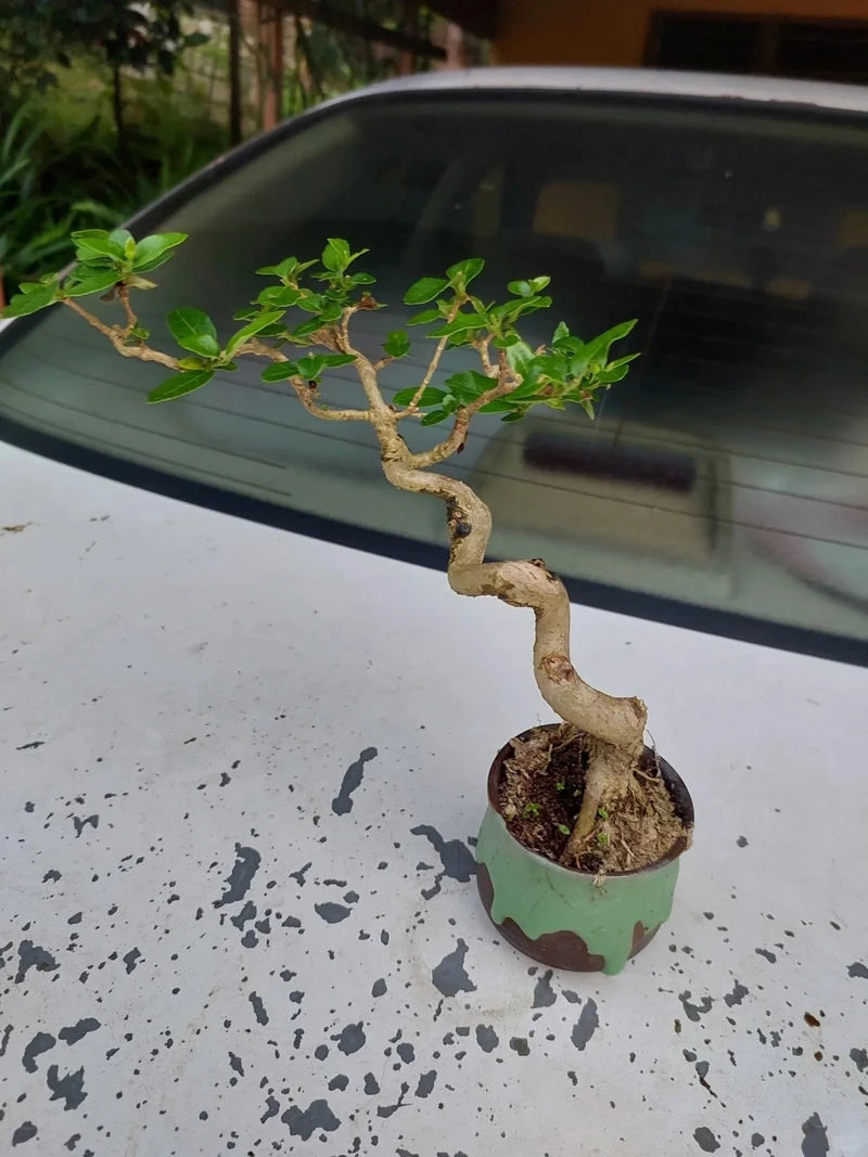 Cây sam hương bonsai mang vẻ đẹp cổ điển tinh tế
