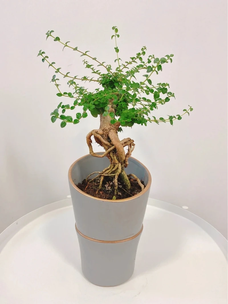 Cây sam hương trang trí làm nổi bật không gian sống