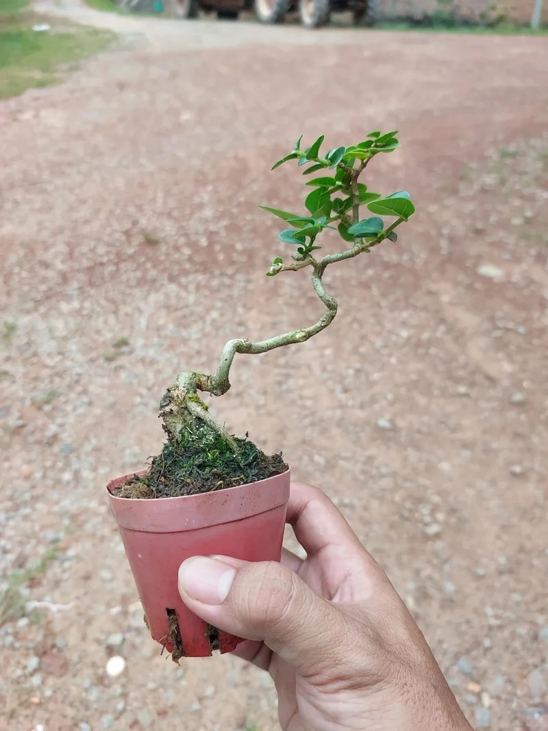 Cây sam hương chụp ảnh lên hình rất cuốn hút