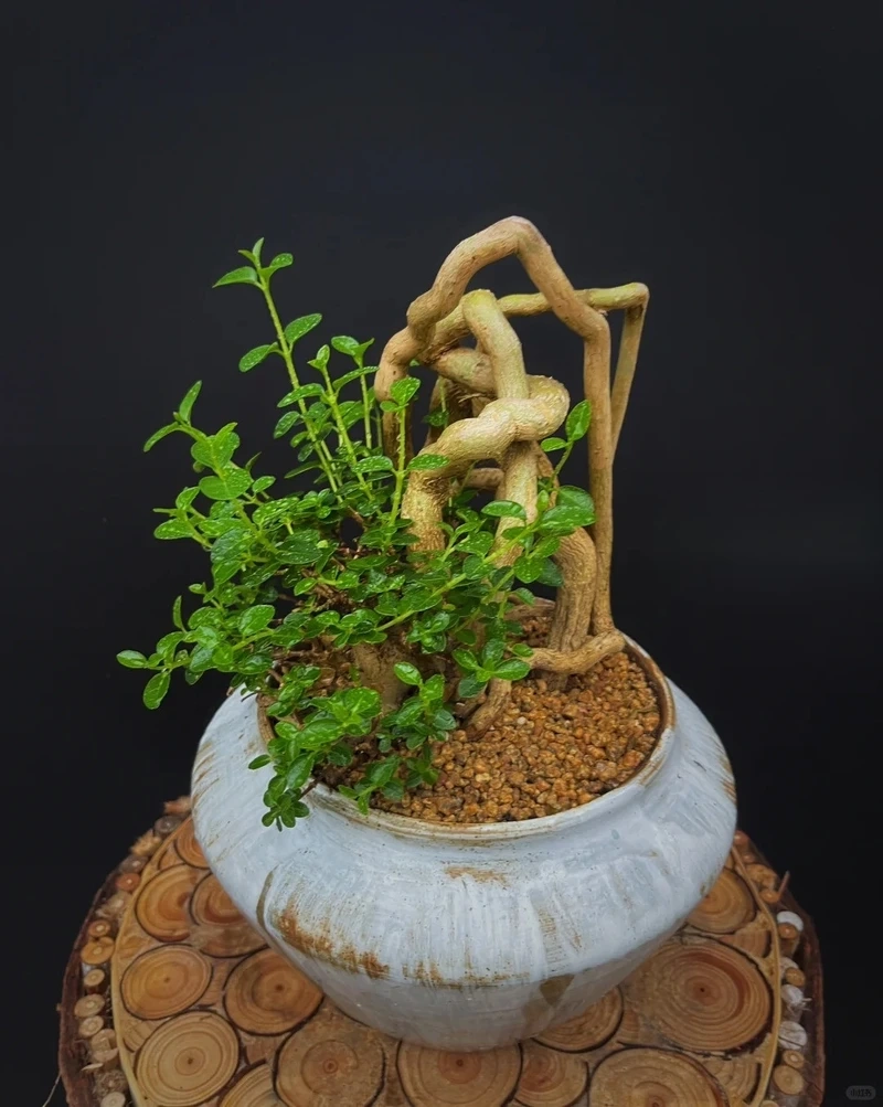 Cây sam hương trồng chậu tiện chăm sóc và trưng bày