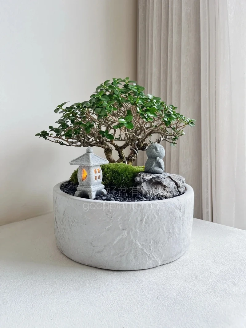 Cây sam hương bonsai phong cách nhật tinh giản hài hòa