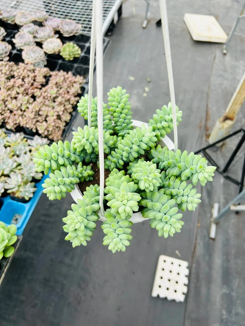 Tải ngay sen đá chuỗi ngọc hd siêu nét