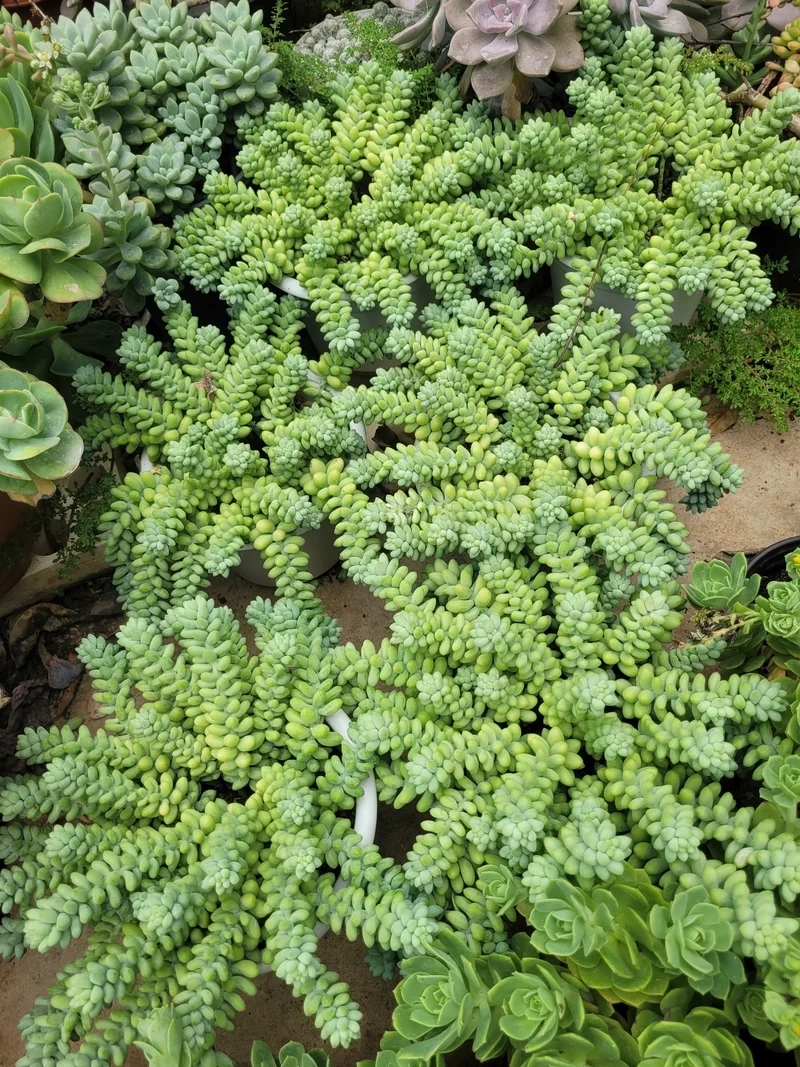 Chụp hình cực chất với sen đá chuỗi ngọc chụp ảnh