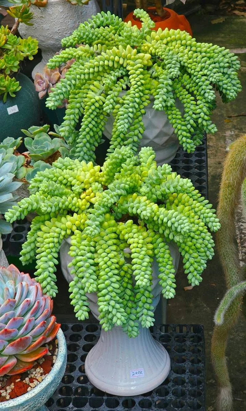 Mang may mắn với sen đá chuỗi ngọc phong thủy