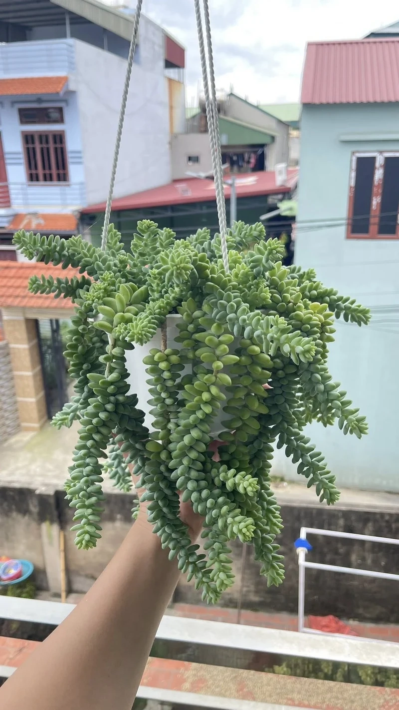 Trồng phổ biến với cây sen đá chuỗi ngọc phổ biến