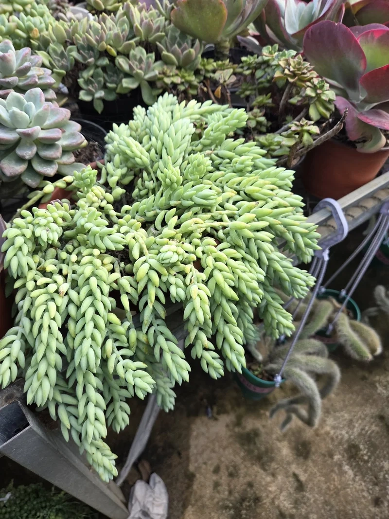 Tự nhiên rực rỡ nhờ cây sen đá chuỗi ngọc đẹp tự nhiên