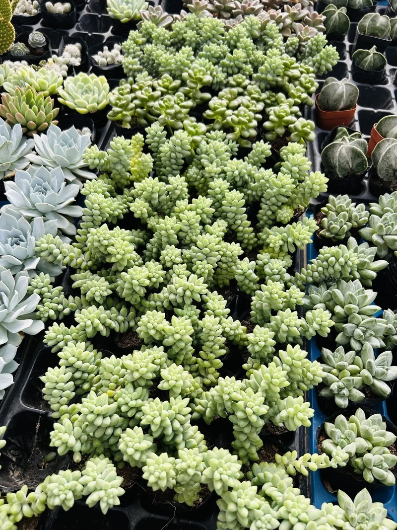 Check ngay cây sen đá chuỗi ngọc chụp ảnh đẹp mê