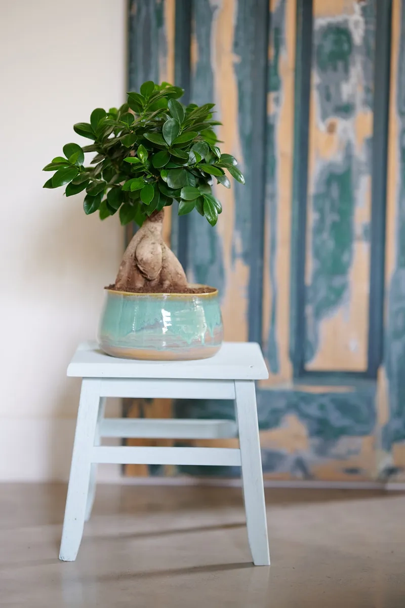 Vẻ lạ của si trắng bonsai đẹp