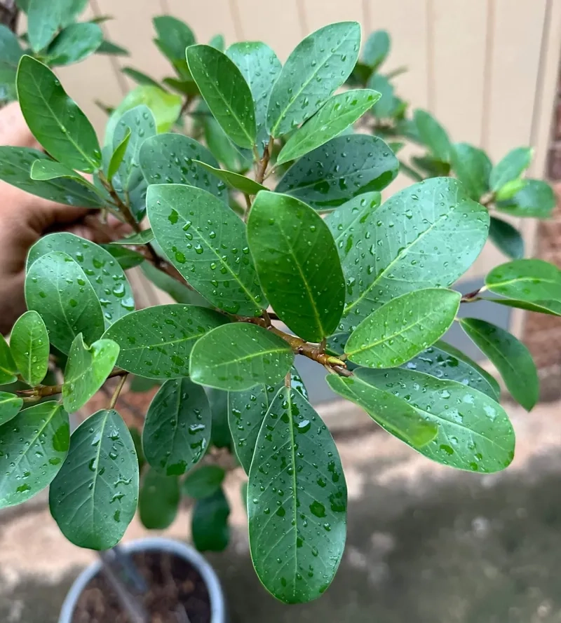Mẫu cây si bonsai để bàn nhỏ
