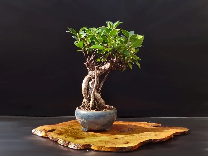 Thế cây si dáng thác đổ độc