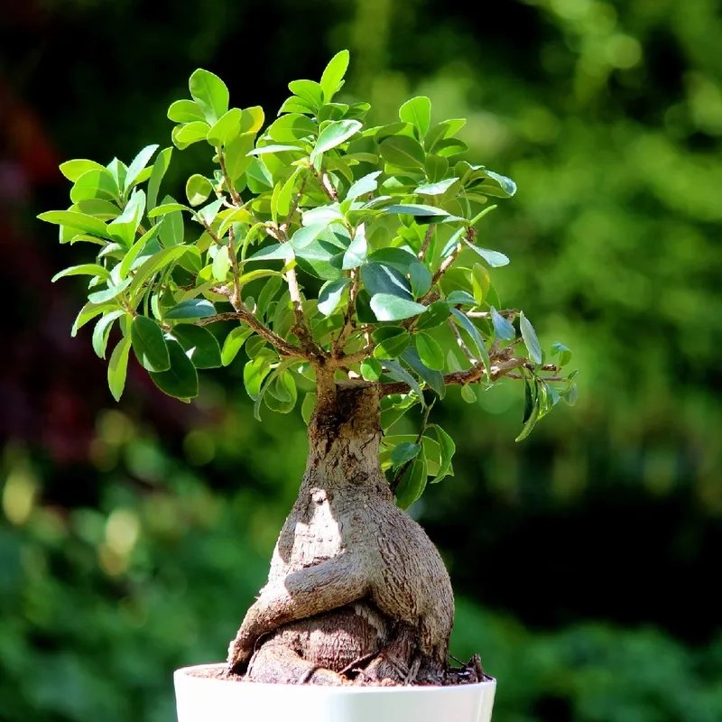 Mẫu si quả bonsai rất độc đáo