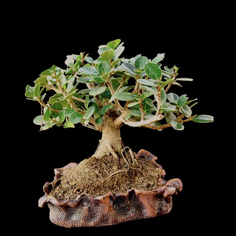 Xem cây si sanh khác nhau gì nhé