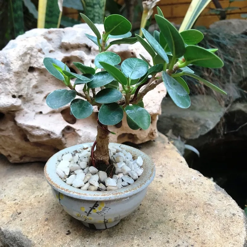 Mẫu cây si bonsai mini để bàn