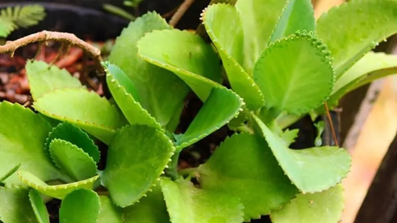 Hướng dẫn chăm sóc hoa sống đời giúp màu hoa luôn tươi sáng