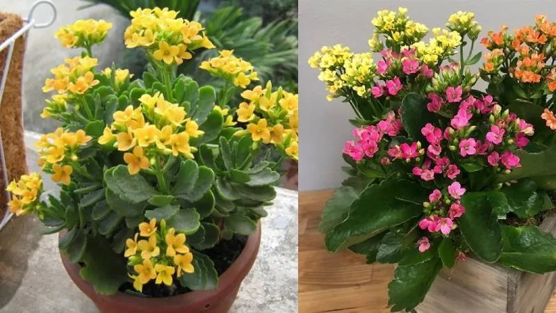 Trang trí không gian xanh với chậu hoa sống đời tinh tế