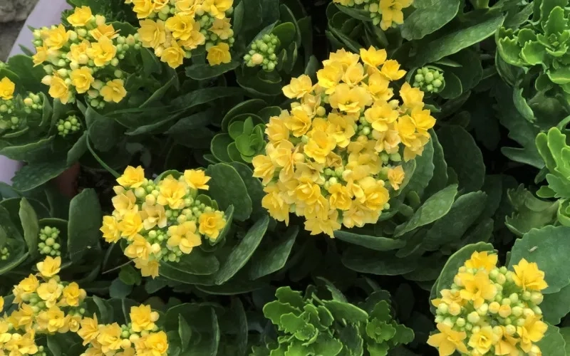 Chậu hoa sống đời để bàn nhỏ gọn mang đến cảm giác thư giãn