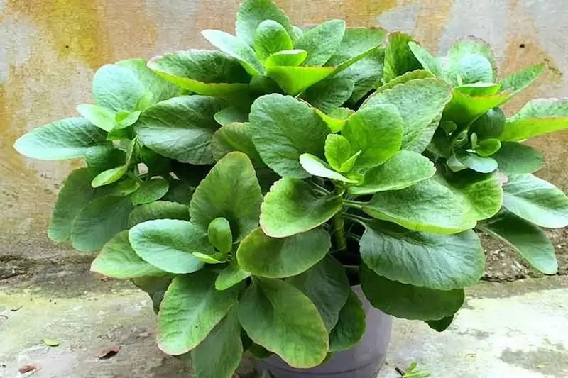 Thiết kế chậu sống đời hài hòa giúp không gian thêm sinh động