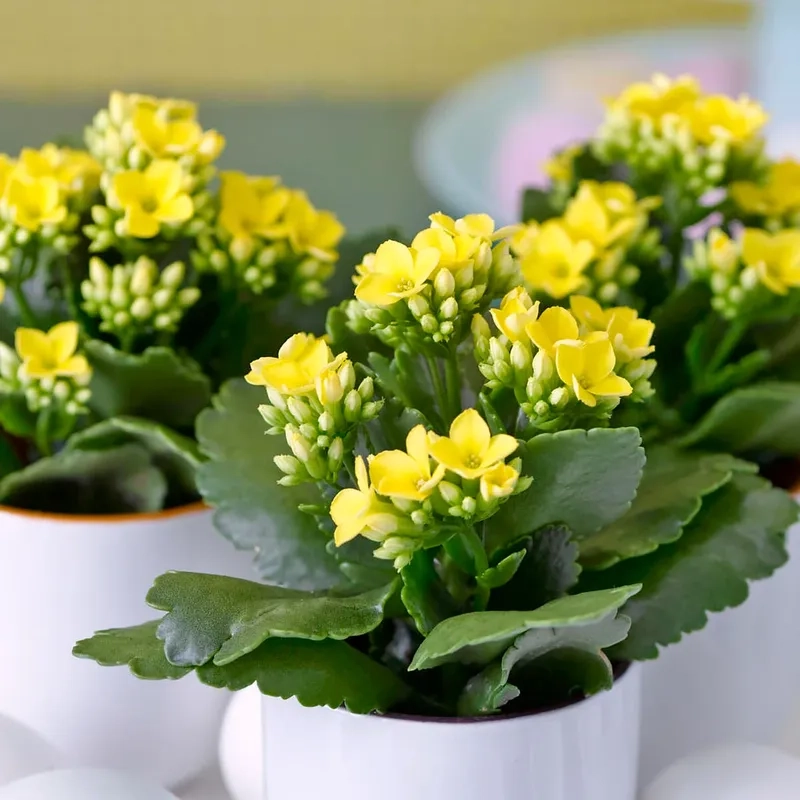 Lựa chọn cây cảnh sống đời cho người yêu thiên nhiên giản dị