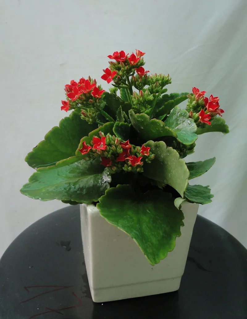 Cây sống đời phong thủy được tin là mang lại năng lượng tốt