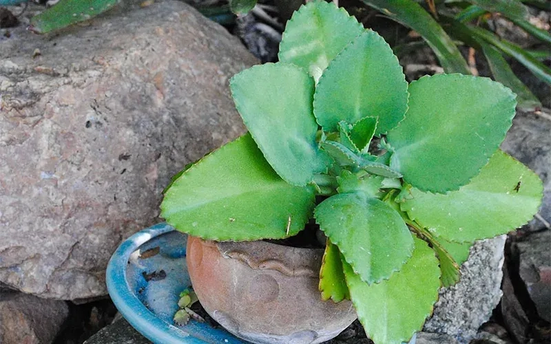 Hình ảnh cây sống đời đẹp tạo cảm hứng trang trí không gian