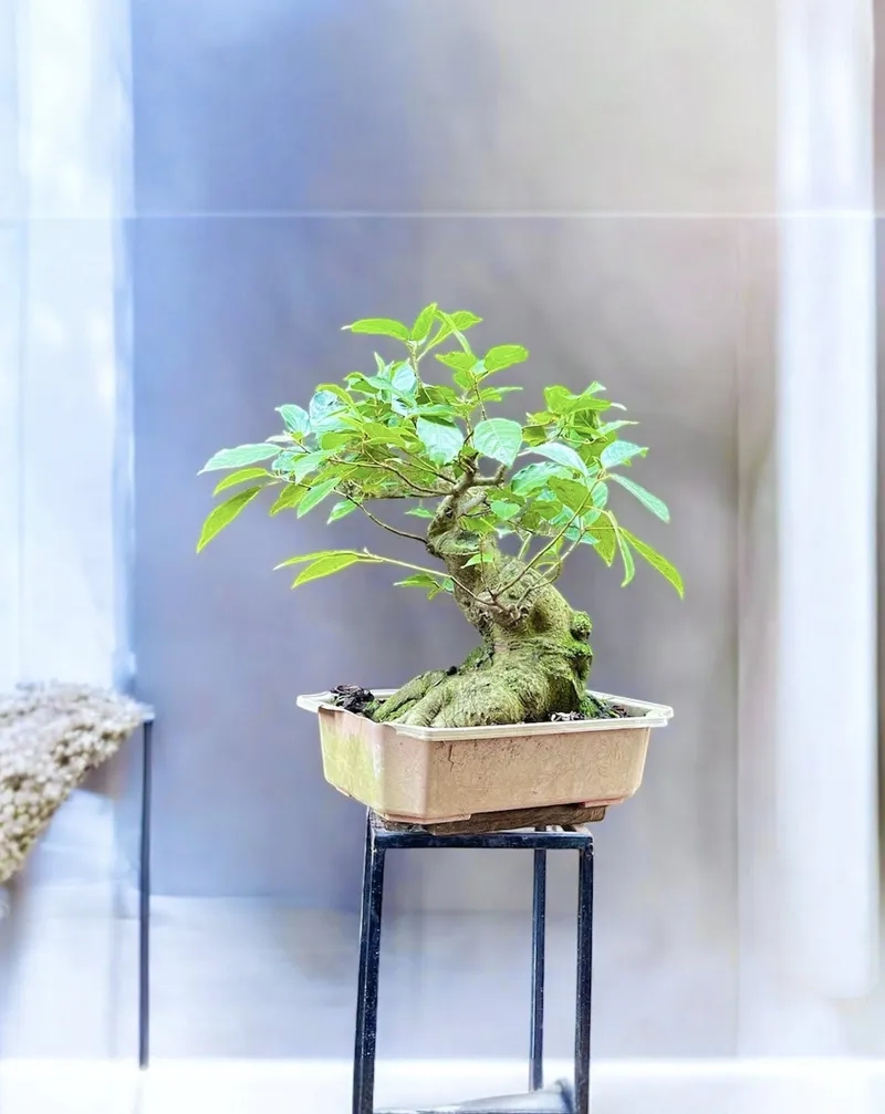 Mẫu cây sung bonsai mini đẹp