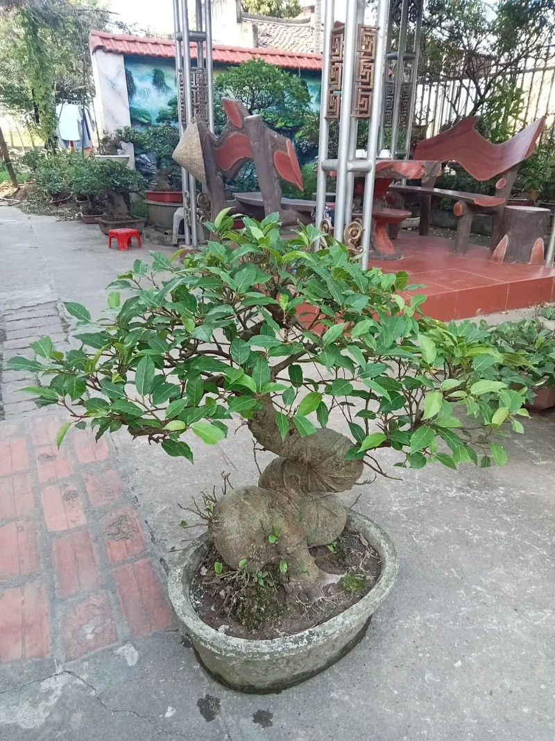 Chậu sung bonsai để bàn xinh