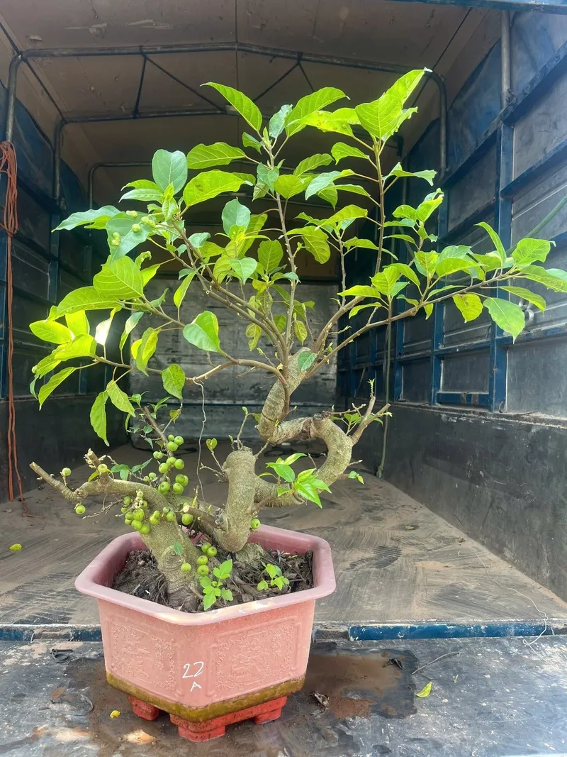 Cây sung siêu quả trĩu cành