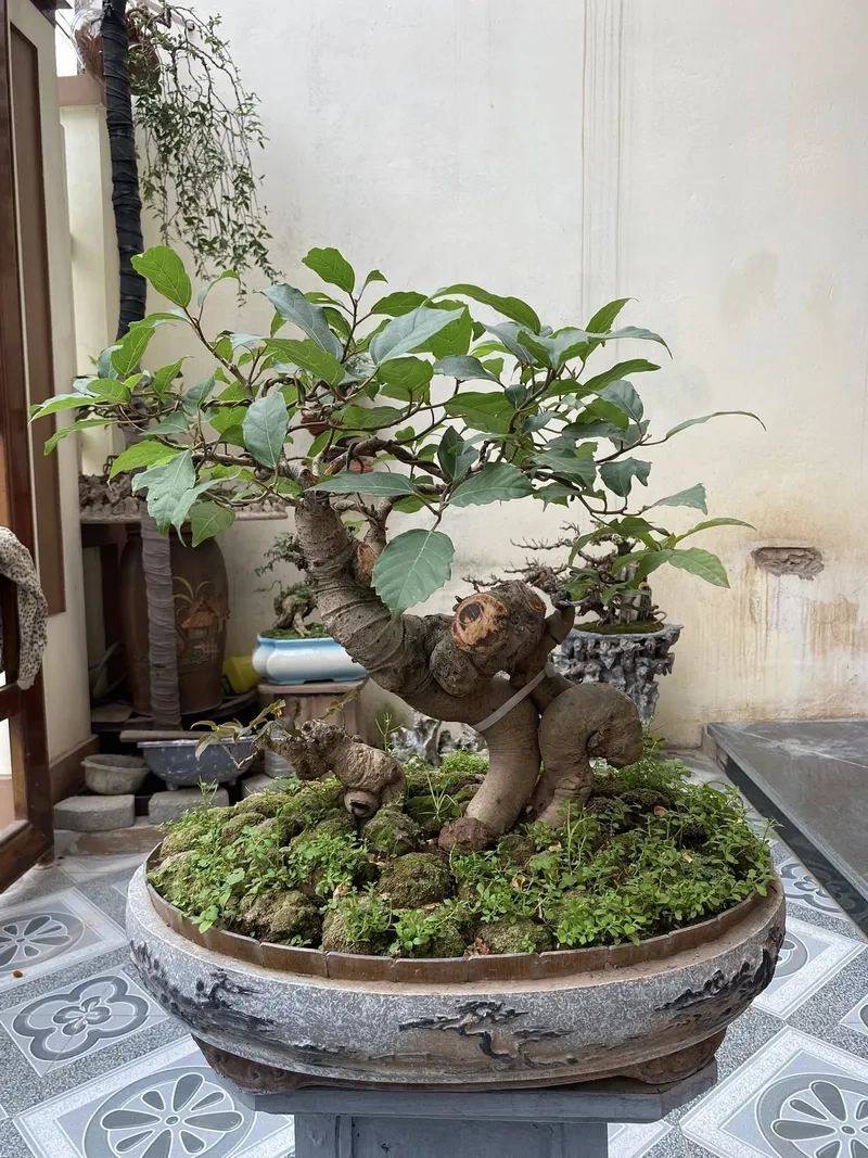 Chữa sung bị rụng quả nhanh