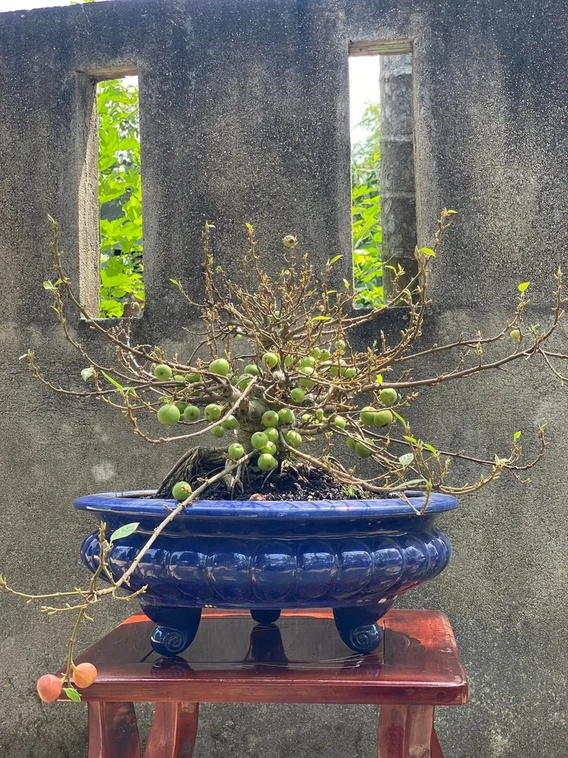 Mẫu sung bonsai bám đá nghệ