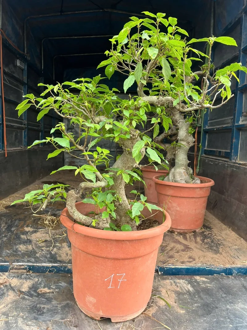 Phân biệt sung tẻ và sung nếp