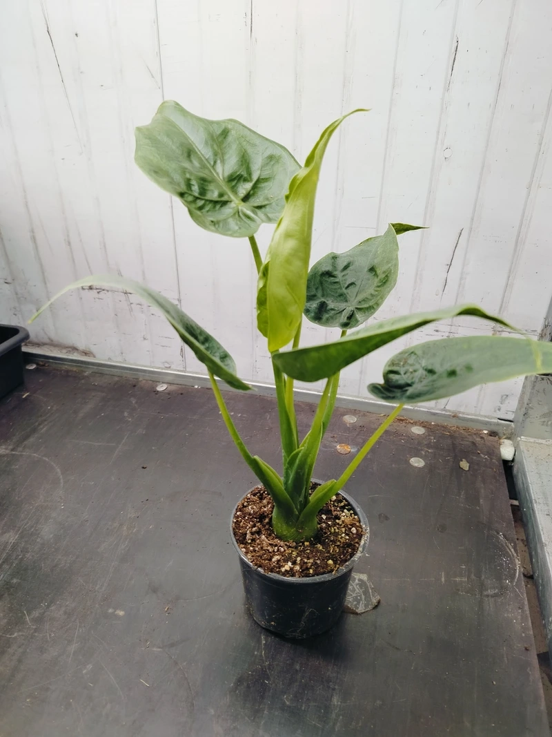 Cây tai phật để bàn tạo điểm nhấn nhẹ nhàng