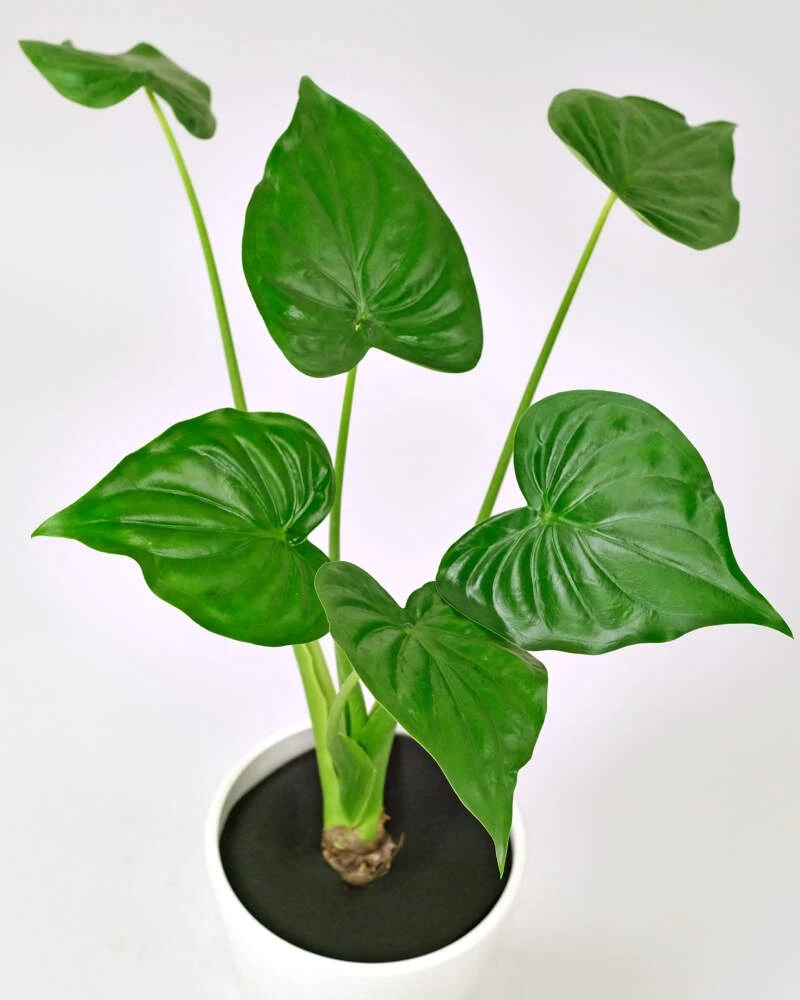 Cây tai phật dễ trồng hợp người mới bắt đầu